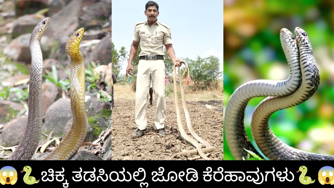 😱🐍ಚಿಕ್ಕ ತಡಸಿಯಲ್ಲಿ ಜೋಡಿ ಕೆರೆಹಾವುಗಳು🐍😱
