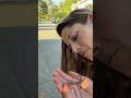 Alligator lizard 💕