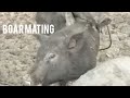 When And How Native Female  Boar are Ready to Mate(educational) Must Watch This!