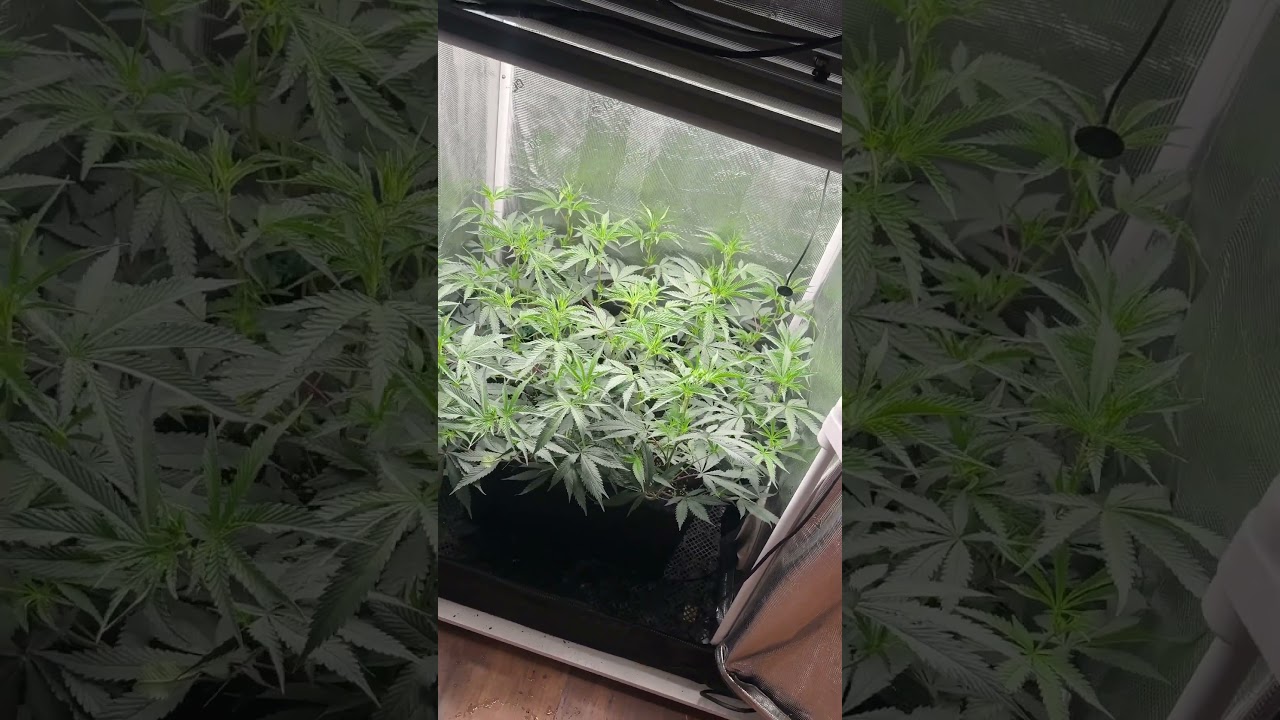 Sugar Cane - 50 Litros