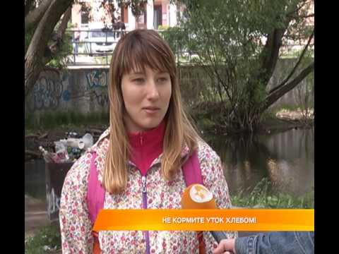 Не кормите уток хлебом!
