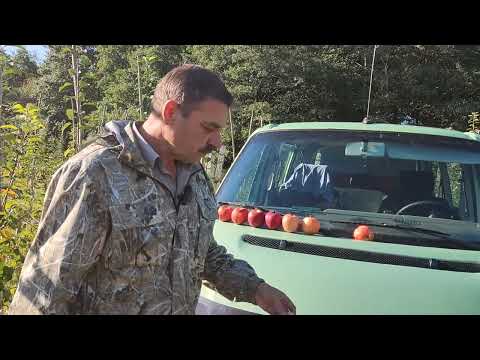 сорт яблони Гала Брукфильд, мои наблюдения.