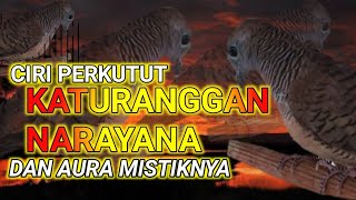 CHARACTERISTICS OF THE LOCAL KATURANGGAN NARAYANA DOVE AND ITS MYSTICAL AURA || NOROYONO DOVE