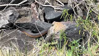 Lowlands Copperhead Snake  Austrelaps superbus