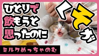 子猫 ミルクめっちゃ飲む ミルクを飲んだ後の子猫の表情は自然と力が抜けていきます【保護猫生活11日目】