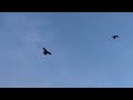 #Pigeons.Рука руку моет,а две руки лицо!