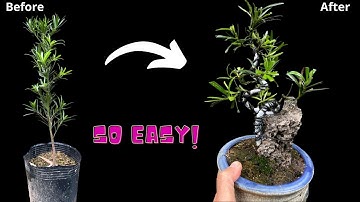 How to Easily Create a Beautiful Mini Bonsai from a Seedling (Beginner-Friendly)"
