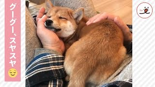 柴猫様 飼い主さんの膝の上で、幸せそうに眠る柴犬。その寝顔がまるで『子