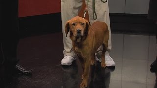 Friday Pet Saver