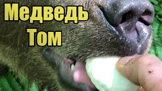 Медвежонок в лесу ест из рук помидоры - пьёт из банки сгущенное молоко