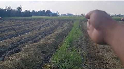 Bán đất lúa thuộc ấp 3 xã tân ân cần đước Long An.