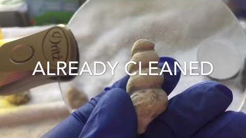 How to clean Texas Fossils part 1