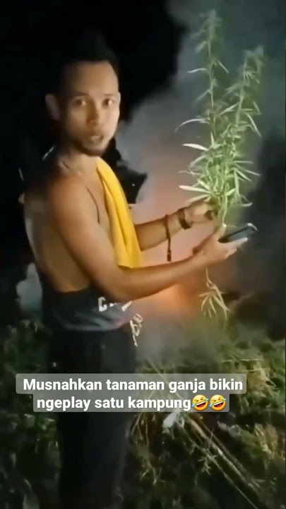 musnahkan tanaman ganja dengan cara di bakar bikin ngeplay satu kampung #shortsvideo #vidioshorts