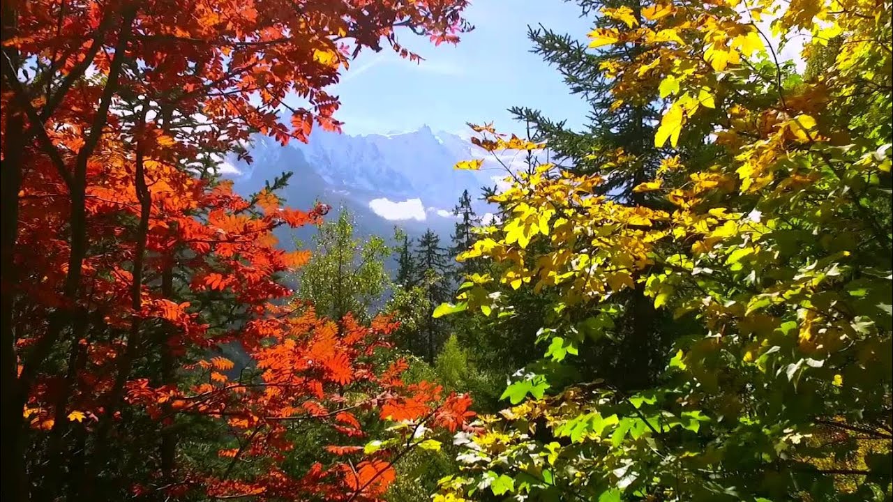 chamonix estates Proximity Flying Through Autumn Leaves in Chamonix - DJI Phantom 3 is AWESOME!