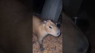 Santa 🎅 Brought A #Capybara Miracle Delivery To #Zwfmiami