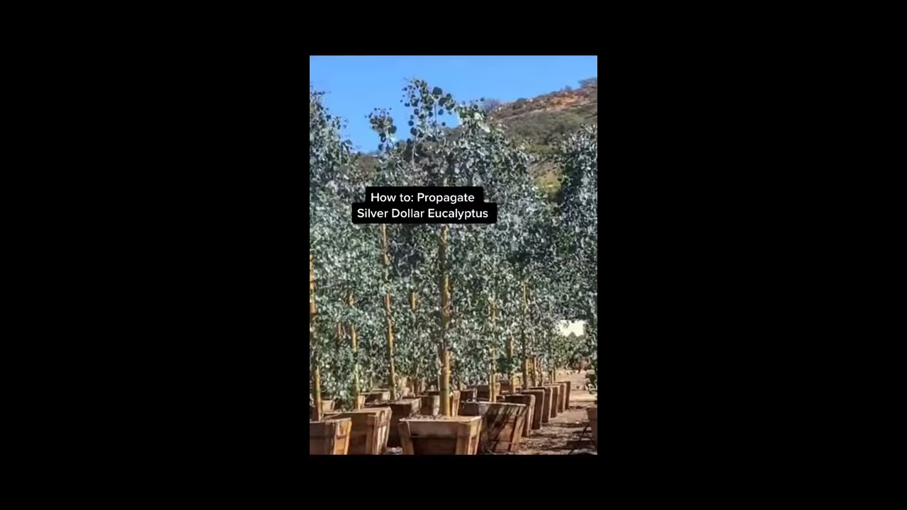 How To Propagate Eucalyptus