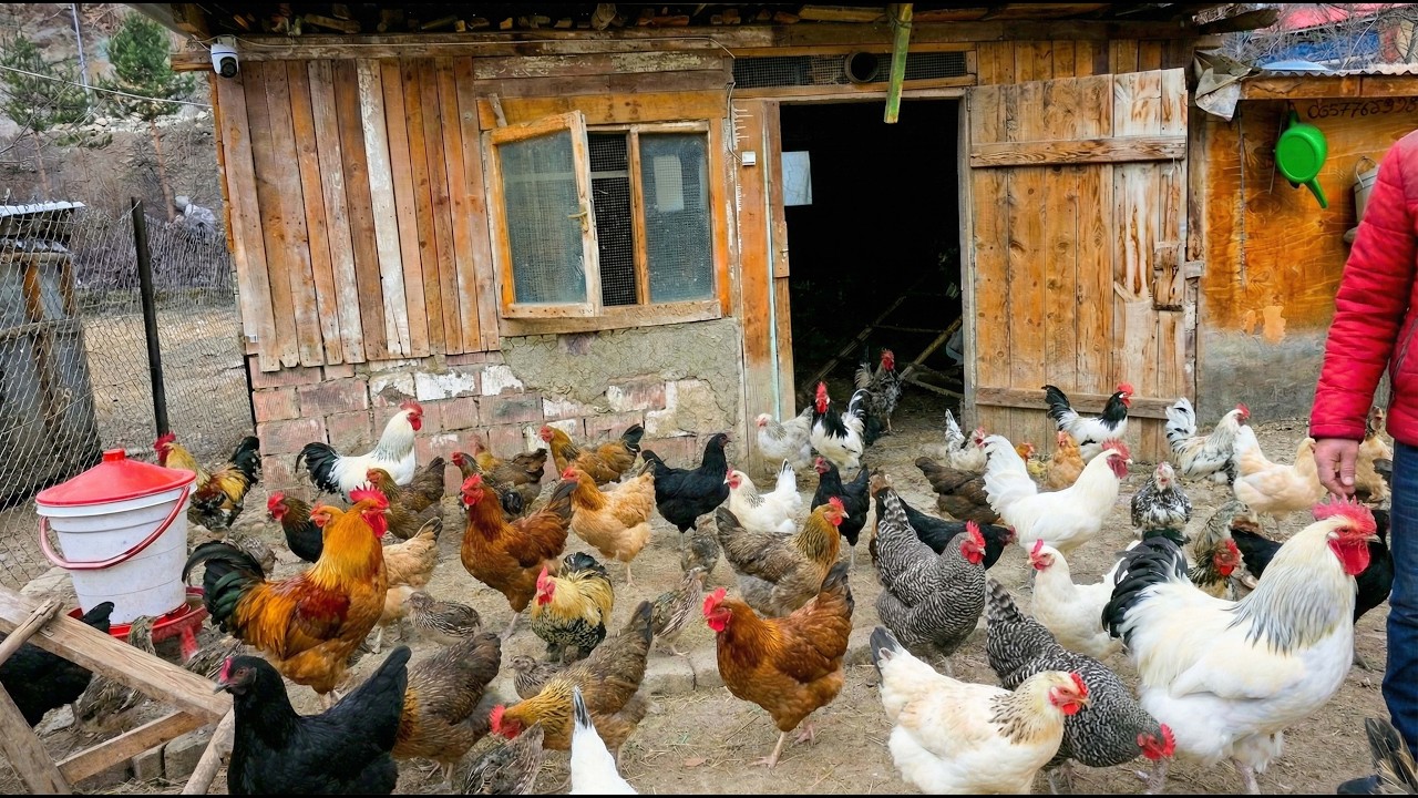 Смешанное птицеводство – Разведение перепелов – Куры на свободном выгуле – Сбор яиц