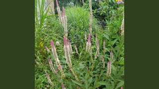 Download Lagu Cinta Ini Tetap Pergi MP3