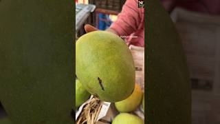 Rajapuri Mango ,vengurla Payri Devgad hapus  Ratnagiri kesar #mango  #shorts