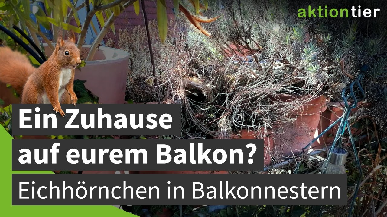 blumenstnder massivholz Holz Pflanzenstnder kaufen
