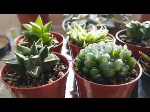 My Succulent + Cacti Soil Mix 2018 (+ Quick look at new Haworthia ...