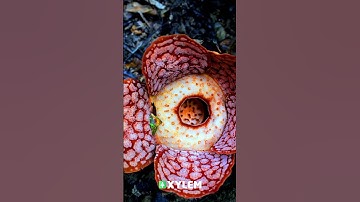 പൂവ് മാത്രമായി ഒരു ചെടി!!! | Xylem Class 5