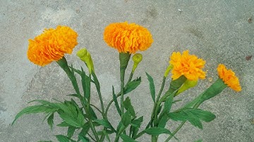 ABC TV | How To Make Marigold Paper Flower From Crepe Paper - Craft Tutorial