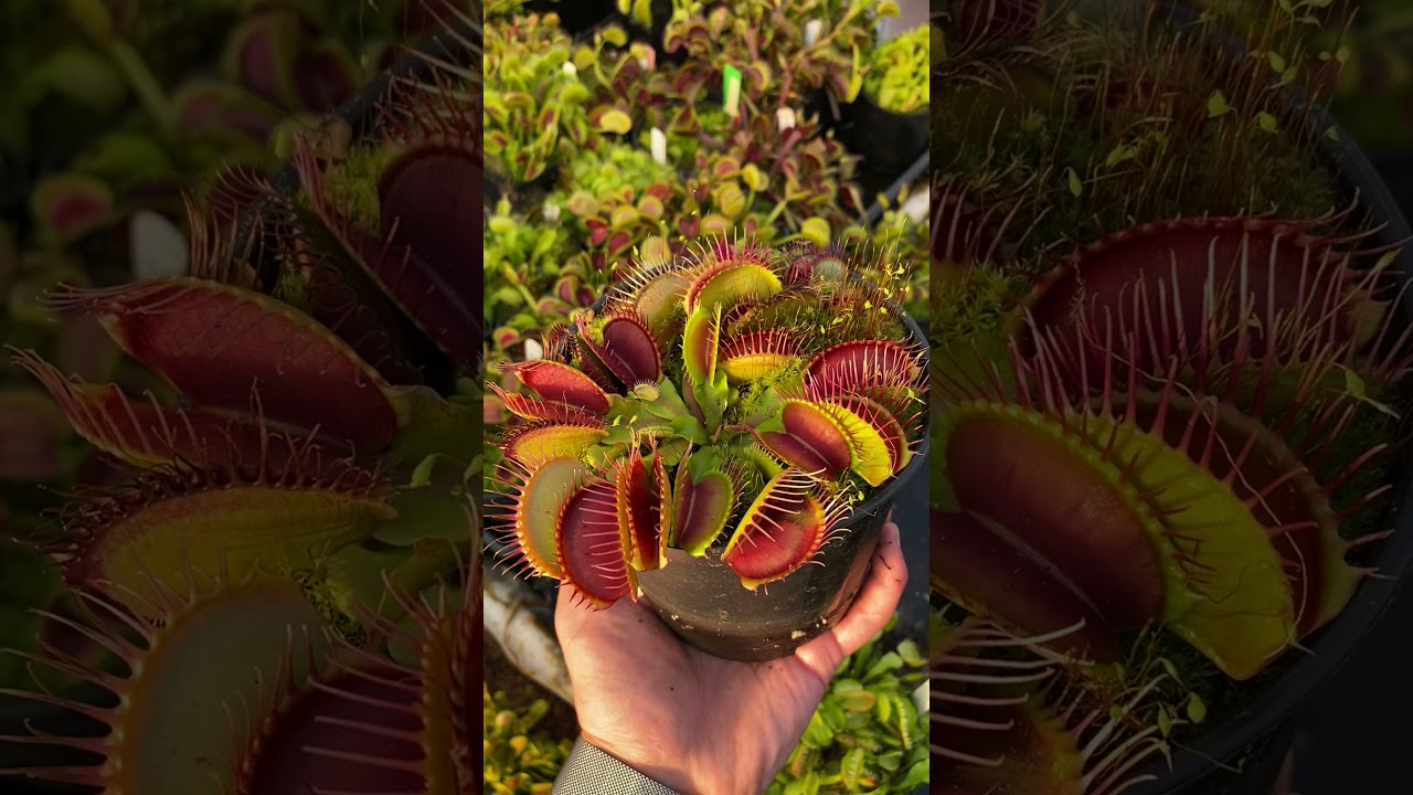 大型ロゼット優良品種】 Dionaea muscipula SD Kronos ハエトリソウ 食