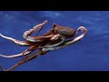 Unbekannte Tiefsee: Kalmar geht mit „Scheinwerfern“ auf die Jagd
