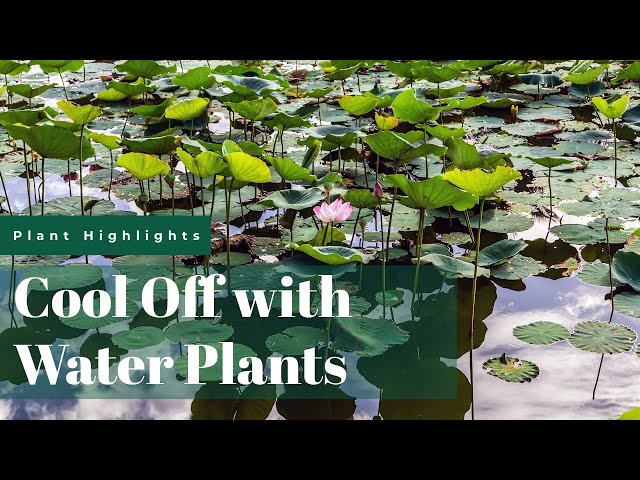 Cool Off with These (Aquatic) Water Plants | Fairview Garden Center