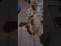So Ja Ytshorts Shorts Shortsfeed Viral Viralshorts Aliiftkhar So Ja Ytshorts Shorts Shortsfeed Viral Viralshorts Aliiftkhar
