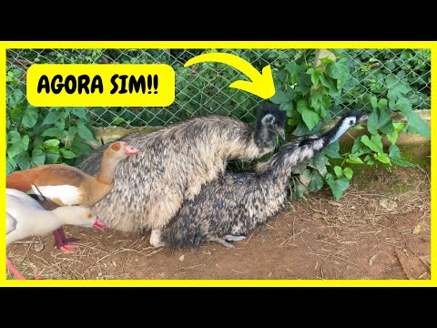 Ovoscopia Dos Ovos de Ganso do Egito - Emus Australianos Se Preparando para a Temporada | Gutejando