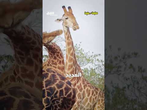 الزرافة ليست مصدر رعب