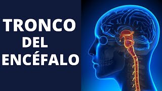 El TRONCO DEL ENCÉFALO explicado: partes, anatomía y funciones