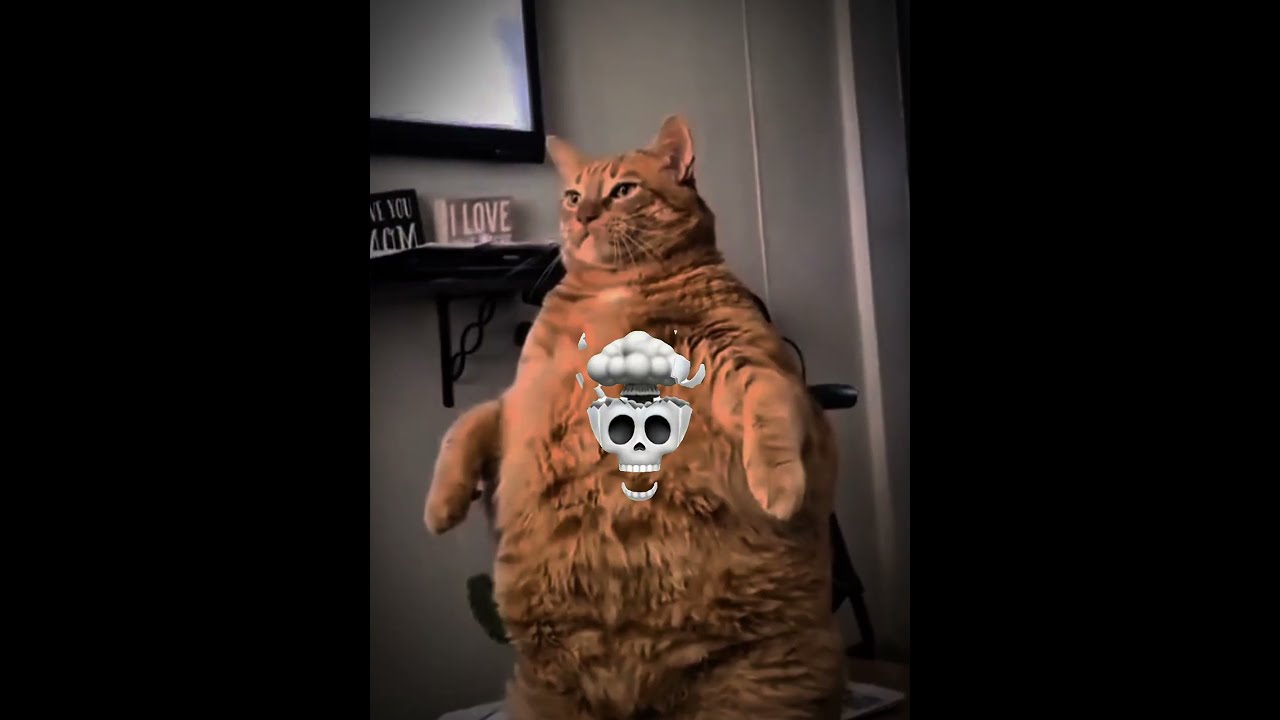 Fat Cat Core 