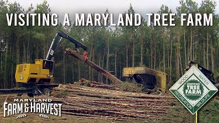 Visiting A Sustainable Tree Farm Maryland Farm Harvest