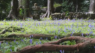 秋の深まり告げるリンドウ 和歌山・阿弥陀寺