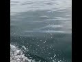 Fishing off shore with dolphins
