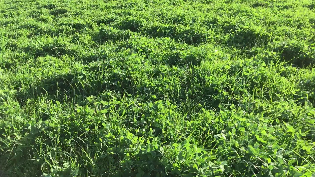 Clover grass hay updat 2018 YouTube