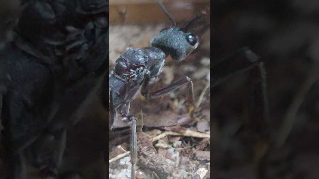 Myrmecia pyriformis - Queen of Queens 👑👑