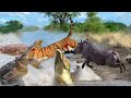 Crazy ! The Hunter becomes Prey - Tiger Attack frenzy, Super Wild Boar and Crocodile kills Tiger