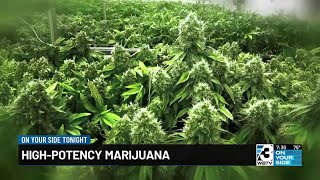 Addiction to high potency marijuana