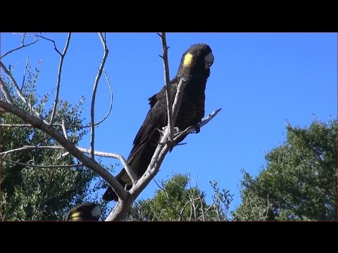 YELLOW TAILED BLACK COCKATOOS