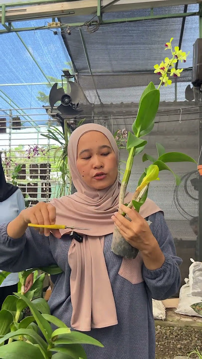 Busuk batang? Gaada solusi selain dipotong…#anggrek #anggrekcantik #anggrekindonesia  #anggrekbulan