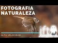 📸  ALTA VELOCIDAD 🌍 Fotografía Naturaleza (Herrerillo Capuchino)