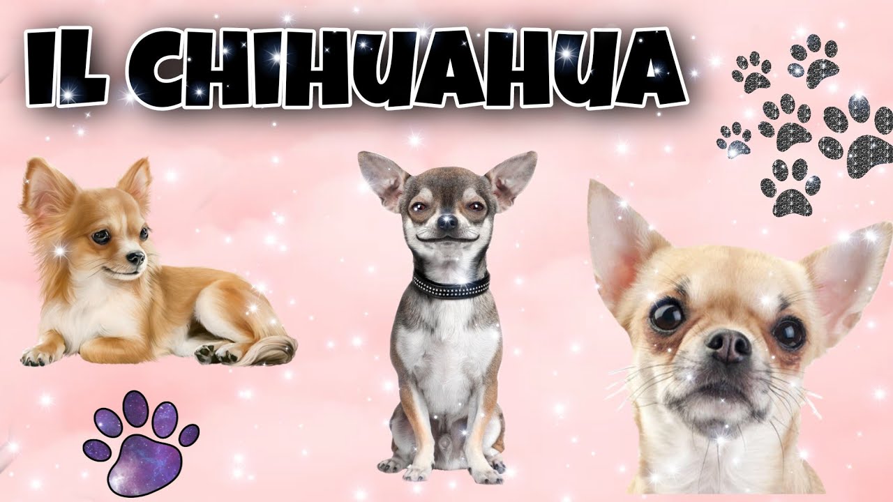 IL CHIHUAHUA RICHIESTISSIMO DA DIANA ECC 12 YouTube