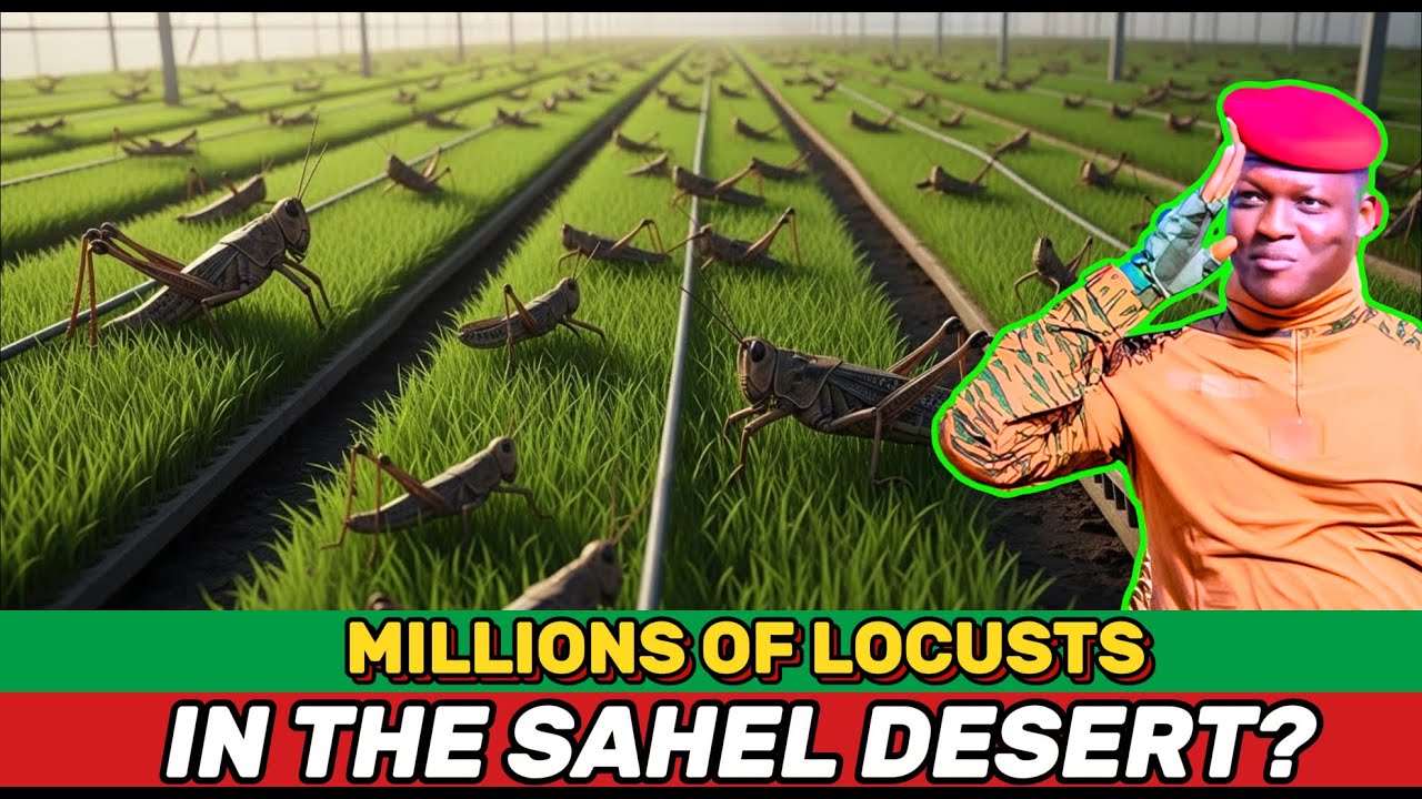 Что на самом деле стоит за планом Ибрагима Траоре превратить нашествия саранчи в Африке в источни...