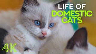 Domestic Cats - Life & Growth of Funny Kittens - Animal Compilation Documentary by Animals and Pets 5,585 views 1 year ago 32 minutes