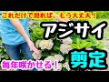 ■『アジサイ』の剪定🌱 毎年咲かせる。これだけでもう大丈夫❣️