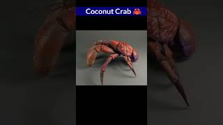 Coconut Crab, largest crab species #shorts